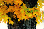 maple in fall thumbnail